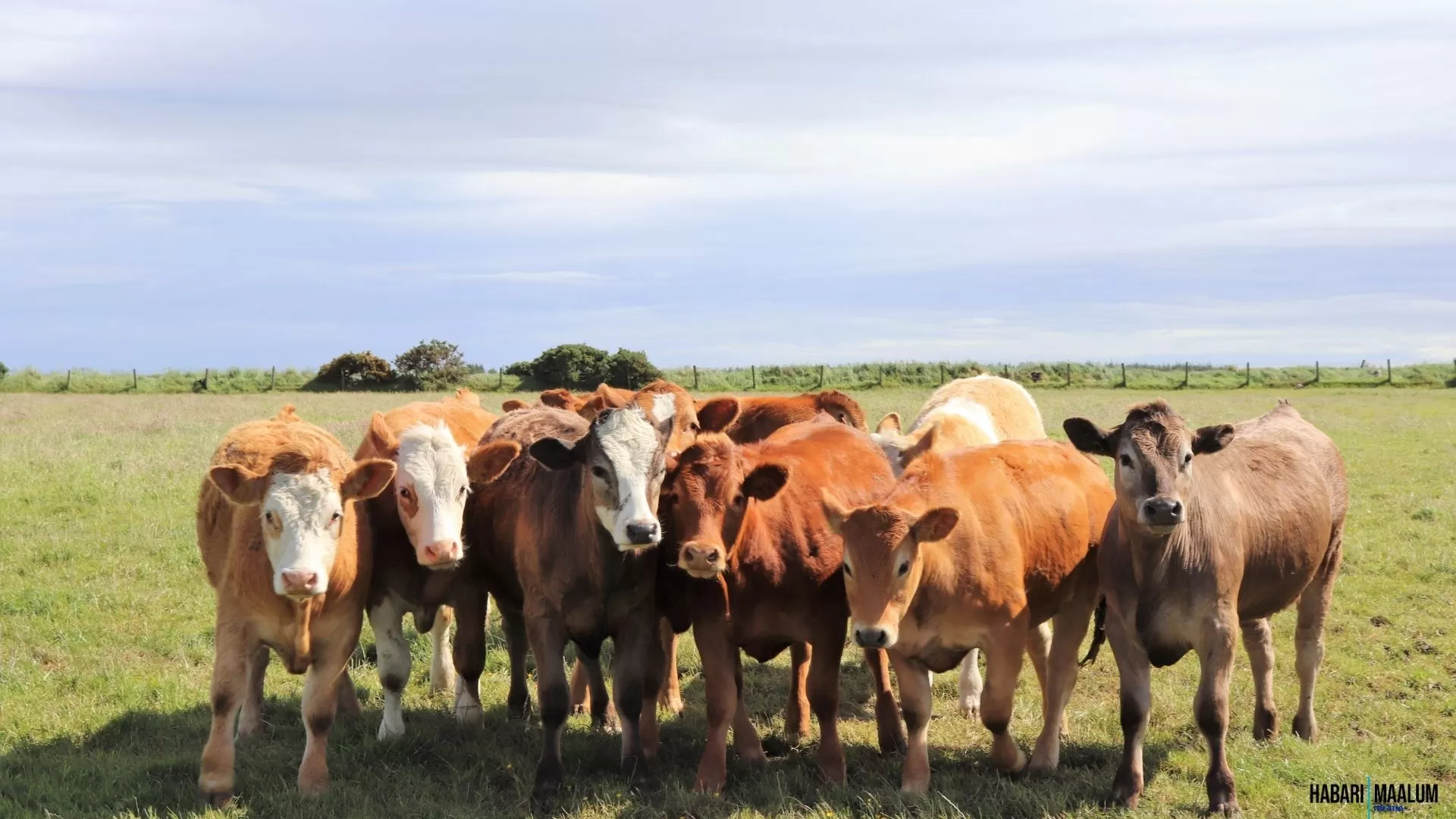 Community farming group